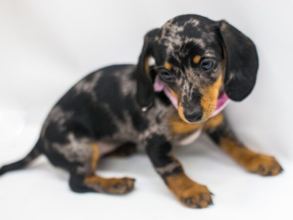 Miniature Dachshund DOG Female Silver Dapple 14943 Petland Wichita, Kansas