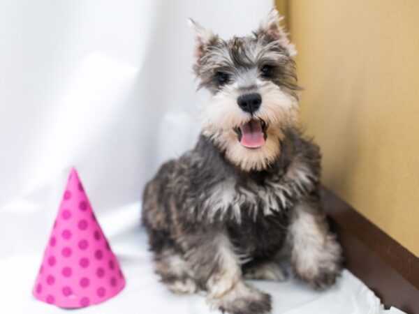 Miniature Schnauzer DOG Male Salt & Pepper 14884 Petland Wichita, Kansas