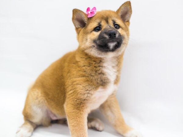 Shiba Inu DOG Female Red Sesame 14984 Petland Wichita, Kansas