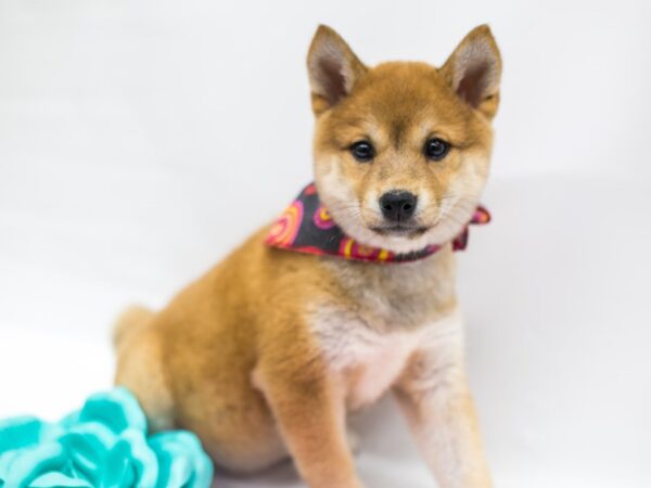 Shiba Inu DOG Female Red Sesame 14983 Petland Wichita, Kansas