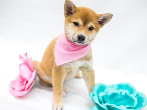 Shiba Inu DOG Female Red 14982 Petland Wichita, Kansas