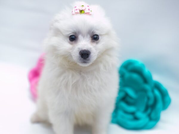 Miniature American Eskimo-DOG-Female-White-14981-Petland Wichita, Kansas