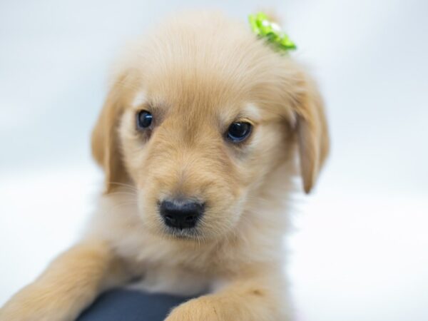 Golden Retriever DOG Female Light Golden 14980 Petland Wichita, Kansas