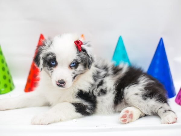 Miniature Australian Shepherd DOG Female Blue Merle 14979 Petland Wichita, Kansas