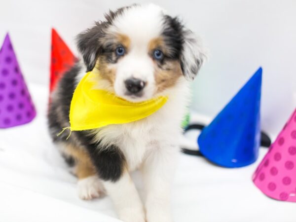 Miniature Australian Shepherd-DOG-Male-Blue Merle-14978-Petland Wichita, Kansas