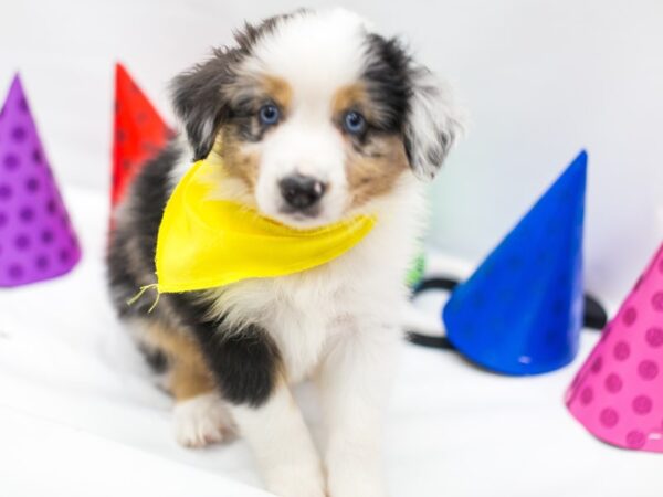 Miniature Australian Shepherd DOG Male Blue Merle 14978 Petland Wichita, Kansas