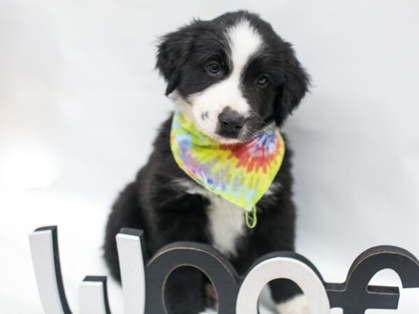 Miniature Australian Shepherd DOG Male Black & White 14977 Petland Wichita, Kansas