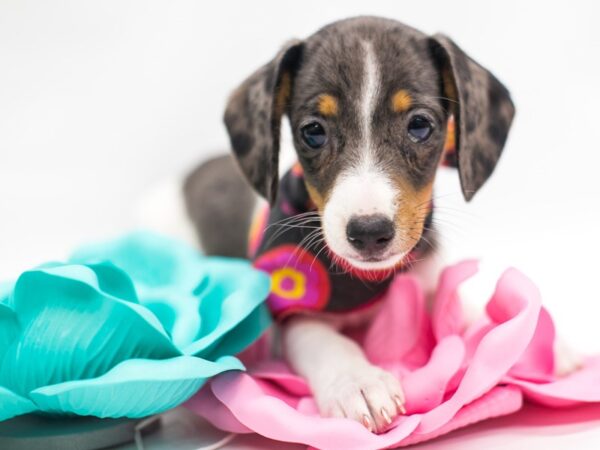 Miniature Dachshund DOG Female Silver Dapple Pibald 14976 Petland Wichita, Kansas