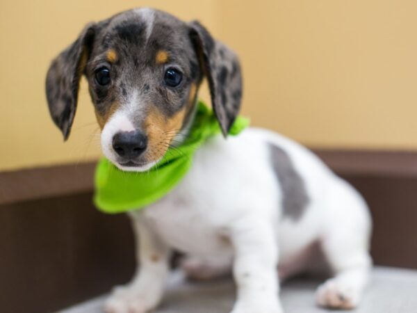Miniature Dachshund-DOG-Male-Silver dapple Pibald-14975-Petland Wichita, Kansas