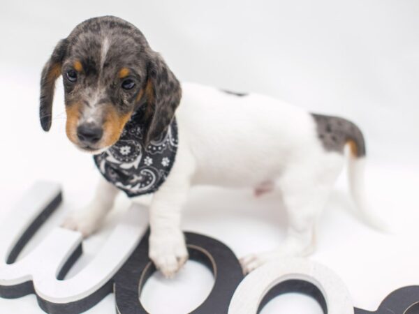 Miniature Dachshund DOG Male Silver dapple Pibald 14974 Petland Wichita, Kansas