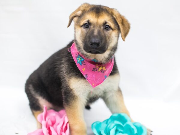German Shepherd-DOG-Female-Black & Tan-14973-Petland Wichita, Kansas