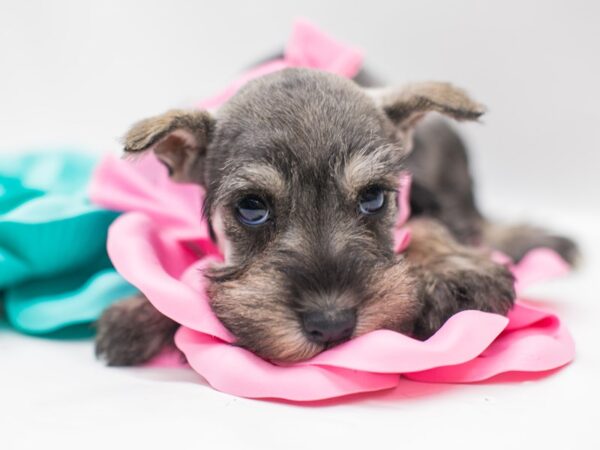 Miniature Schnauzer DOG Female Salt & Pepper 15003 Petland Wichita, Kansas