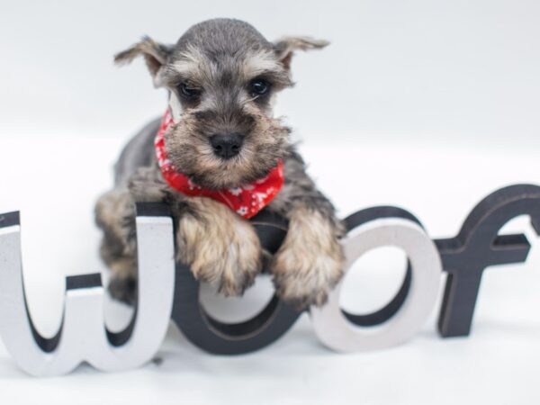 Miniature Schnauzer DOG Male Salt & Pepper 15002 Petland Wichita, Kansas