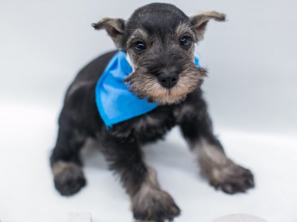 Miniature Schnauzer DOG Male Salt & Pepper 15001 Petland Wichita, Kansas