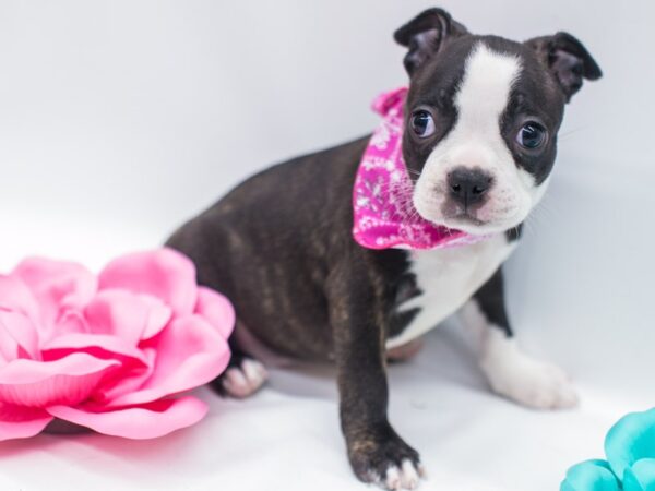 Boston Terrier DOG Female Black & White 15000 Petland Wichita, Kansas