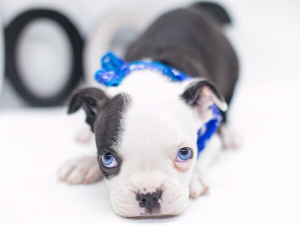 Boston Terrier DOG Male Black & White Blue Eyes 14999 Petland Wichita, Kansas