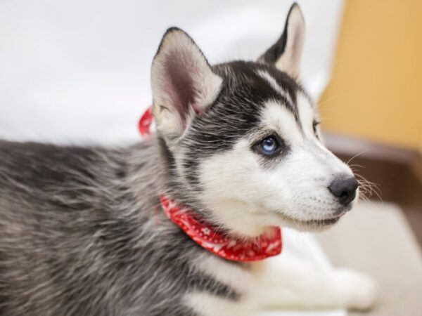 Siberian Husky DOG Male Black & White 14998 Petland Wichita, Kansas