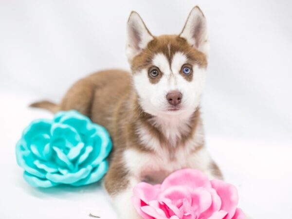 Siberian Husky DOG Female Red & White 14997 Petland Wichita, Kansas