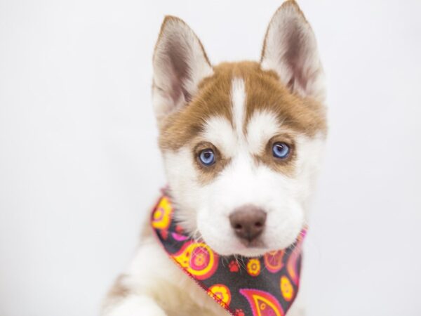 Siberian Husky DOG Female Red & White 14996 Petland Wichita, Kansas