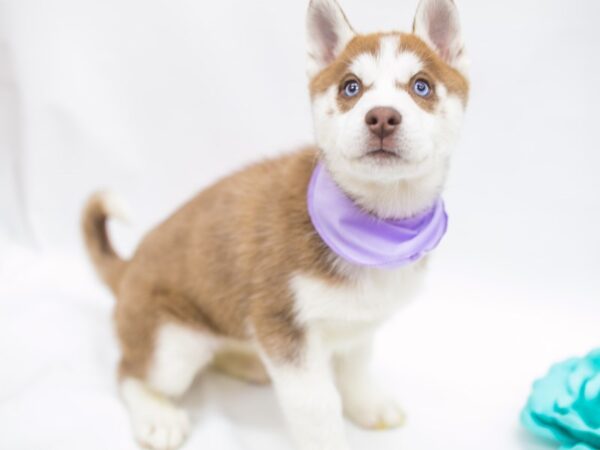 Siberian Husky DOG Female Red & White 14995 Petland Wichita, Kansas