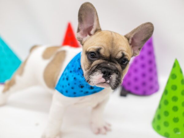 French Bulldog DOG Male Fawn Piebald 14994 Petland Wichita, Kansas