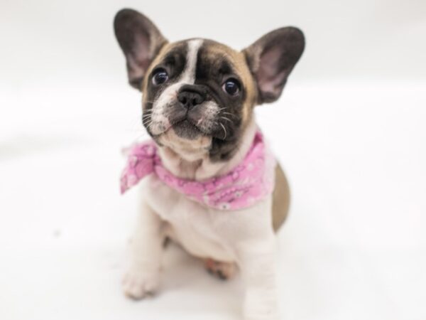 French Bulldog DOG Female Fawn Piebald 14993 Petland Wichita, Kansas