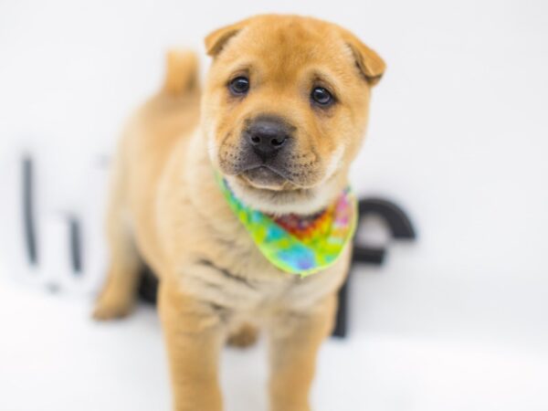 Ori Pei DOG Male Red Fawn 14992 Petland Wichita, Kansas