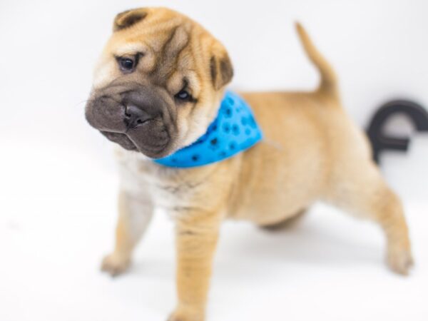 Ori Pei DOG Male Red Fawn 14991 Petland Wichita, Kansas