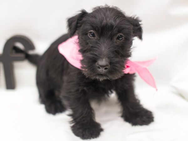 Scottish Terrier-DOG-Female-Black-14990-Petland Wichita, Kansas