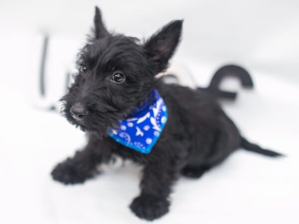 Scottish Terrier DOG Male Black 14989 Petland Wichita, Kansas