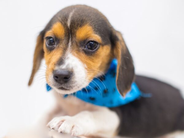Beagle-DOG-Male-Black Tri-14988-Petland Wichita, Kansas