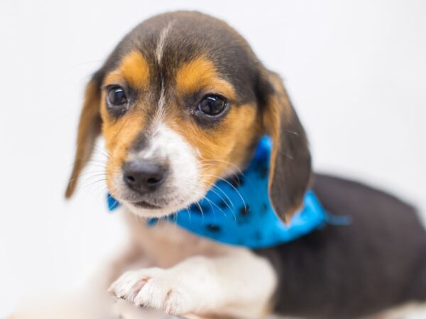 Beagle DOG Male Black Tri 14988 Petland Wichita, Kansas