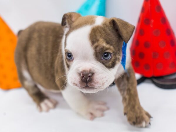 English Bulldog DOG Male Choc Brindle Piebald 14987 Petland Wichita, Kansas