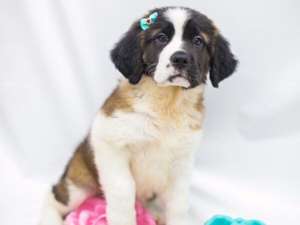 Saint Bernard-DOG-Female-Mahogany Tricolor-14985-Petland Wichita, Kansas