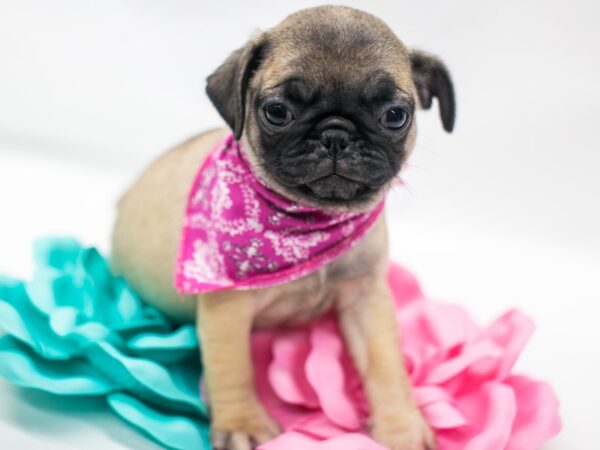 Pug DOG Female Fawn 15032 Petland Wichita, Kansas