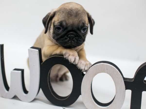 Pug-DOG-Male-Fawn-15031-Petland Wichita, Kansas