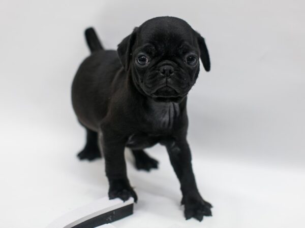 Pug DOG Male Black 15030 Petland Wichita, Kansas