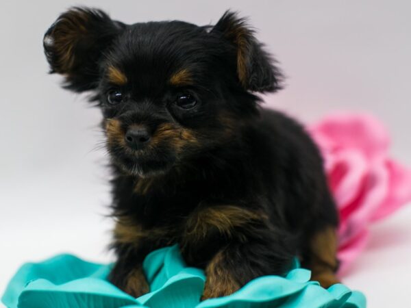 YorkShihPoo DOG Female Black & Tan 15029 Petland Wichita, Kansas