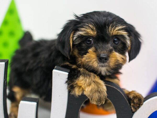 YorkShihPoo DOG Male Black & Tan 15028 Petland Wichita, Kansas