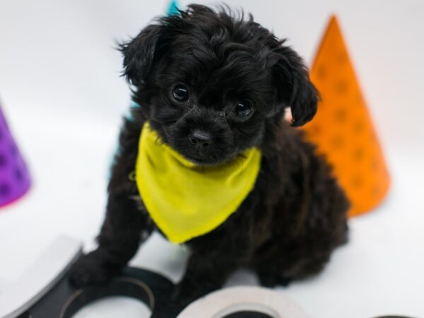 YorkShihPoo-DOG-Male-Chocolate-15027-Petland Wichita, Kansas