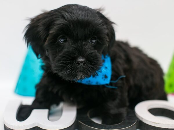 YorkShihPoo DOG Male Black 15026 Petland Wichita, Kansas