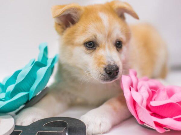 Pomsky-DOG-Female-Red & White-15025-Petland Wichita, Kansas