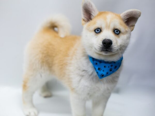 Pomsky DOG Male Red & White W/ Blue Eyes 15024 Petland Wichita, Kansas