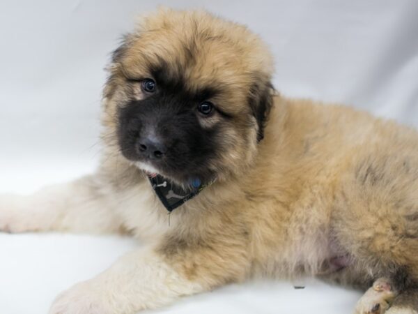 Anatolian Pyrenees DOG Male Sable 15022 Petland Wichita, Kansas