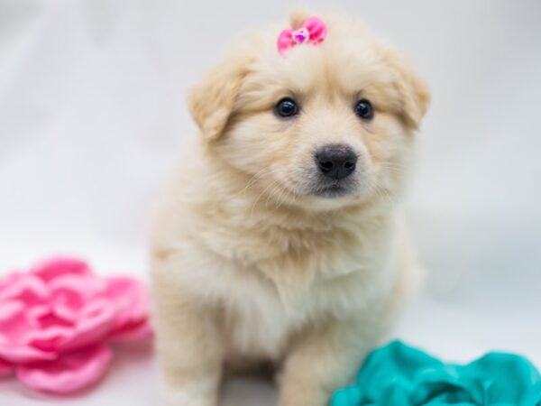 Anatolian Pyrenees DOG Female Cream 15021 Petland Wichita, Kansas