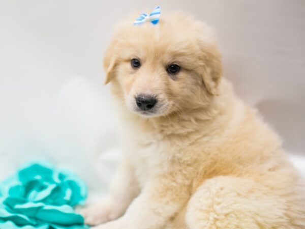 Anatolian Pyrenees DOG Female Cream 15020 Petland Wichita, Kansas