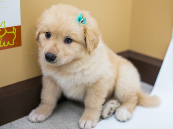 Anatolian Pyrenees DOG Female Cream 15019 Petland Wichita, Kansas