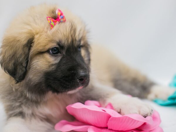 Anatolian Pyrenees DOG Female Sable 15018 Petland Wichita, Kansas