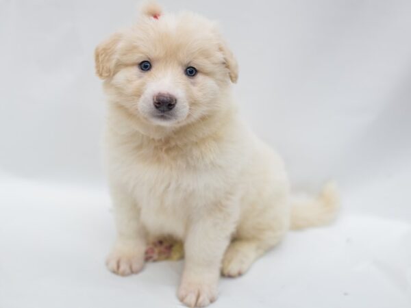 Anatolian Pyrenees DOG Female White W/ Blue Eyes 15017 Petland Wichita, Kansas