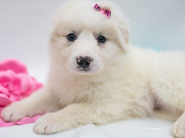 Anatolian Pyrenees DOG Female White 15016 Petland Wichita, Kansas